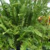 Kimberly Queen Fern Hanging Basket Photo 1