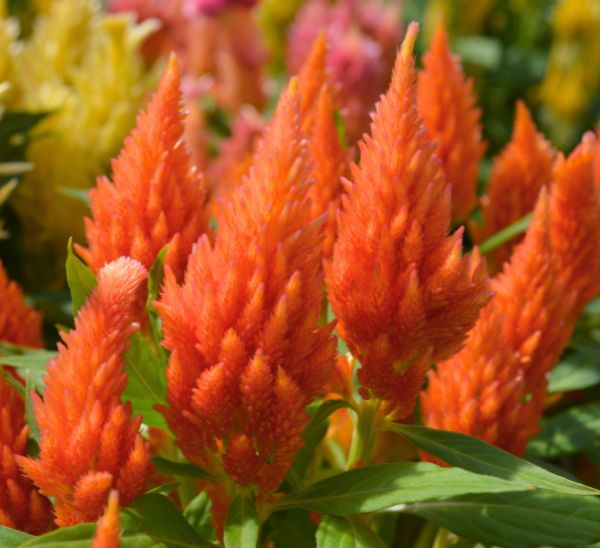 Celosia