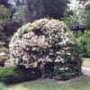 snowball viburnum