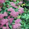 Anthony waterer spirea