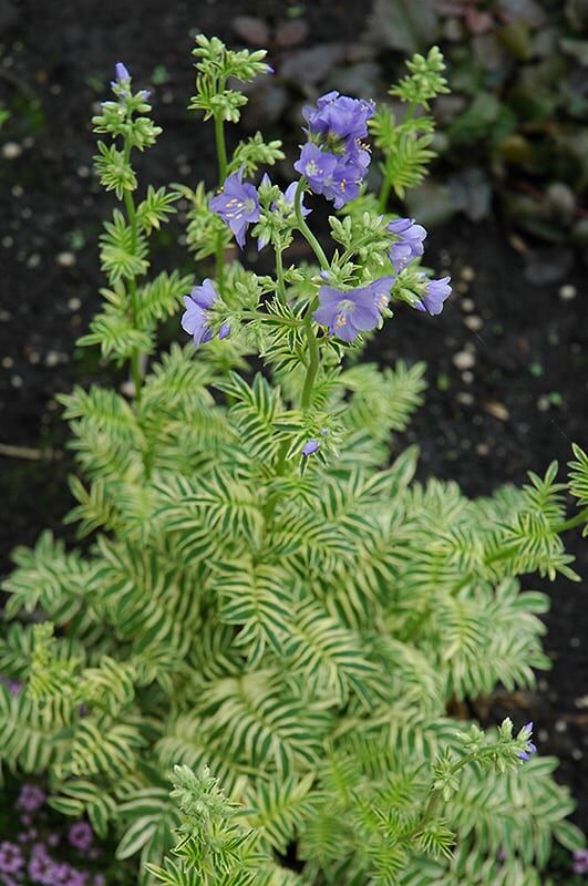 brise d'Anjou jacobs ladder