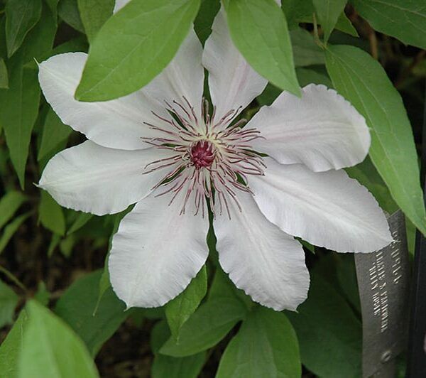 Nelly moser clematis