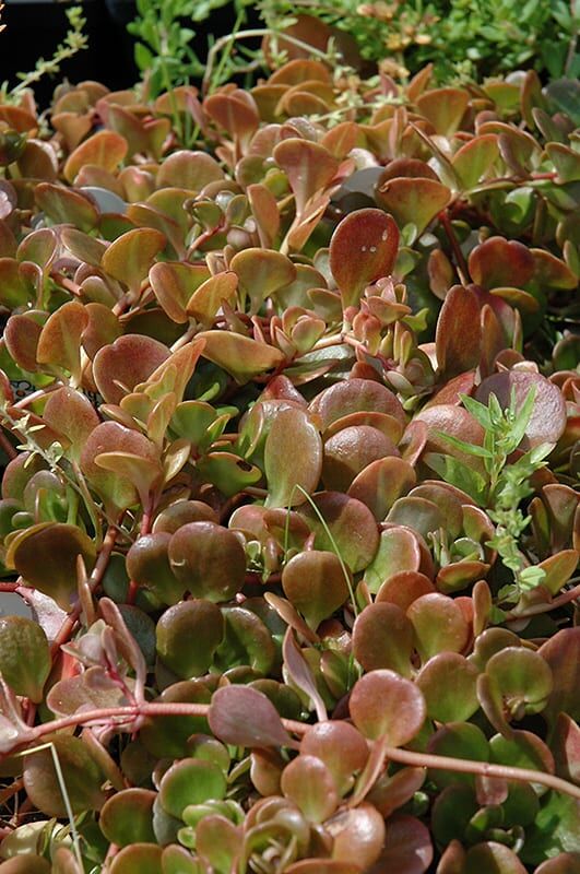 coral reef chinese sedum