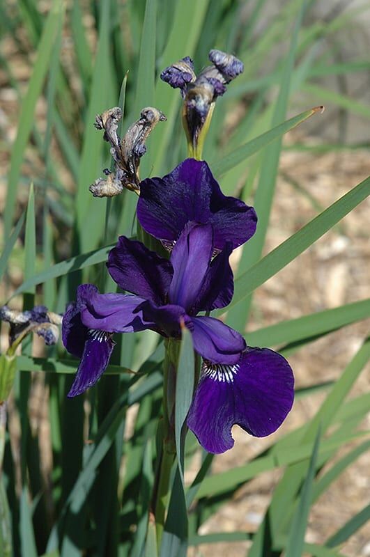 caesars brother Siberian iris