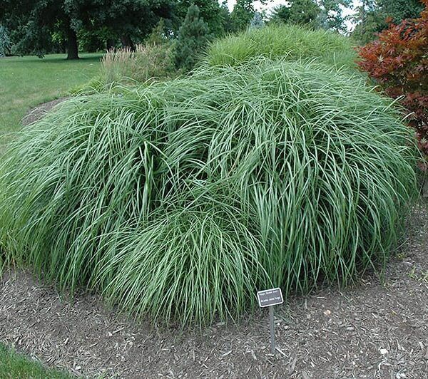 adagio maiden grass