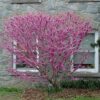don egolf miniature redbud
