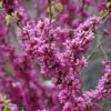 don egolf miniature redbud