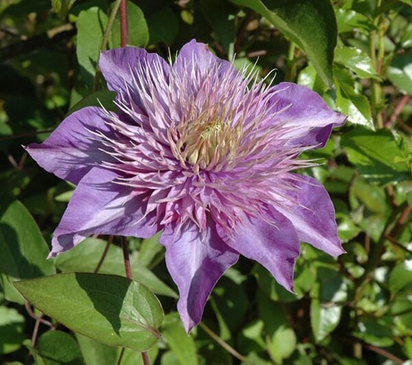 multi blue clematis
