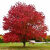 red maple