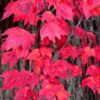 red maple