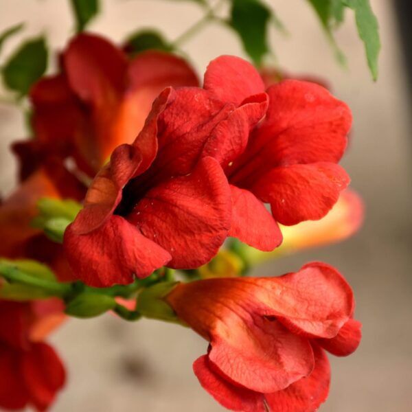 Madame Rosy Trumpetvine