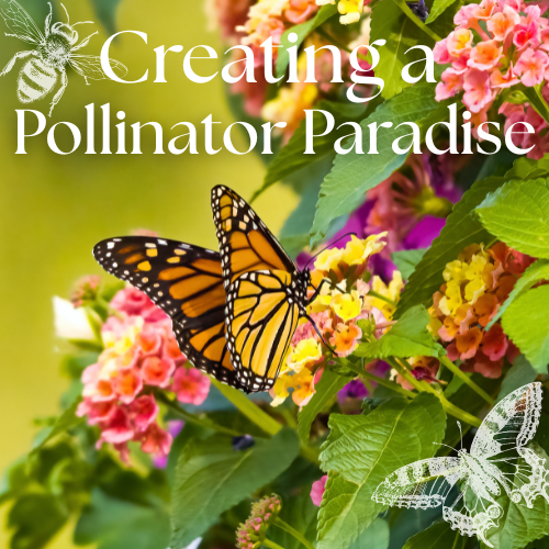 Creating A Pollinator Paradise
