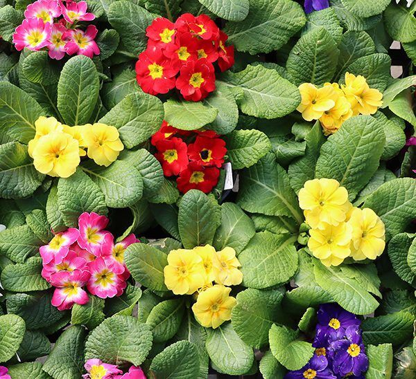 Primrose