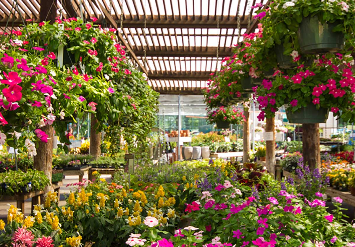 Garden Center Bedding Table with Cora Vinca, Shirmp Plants, and Summer Blooms