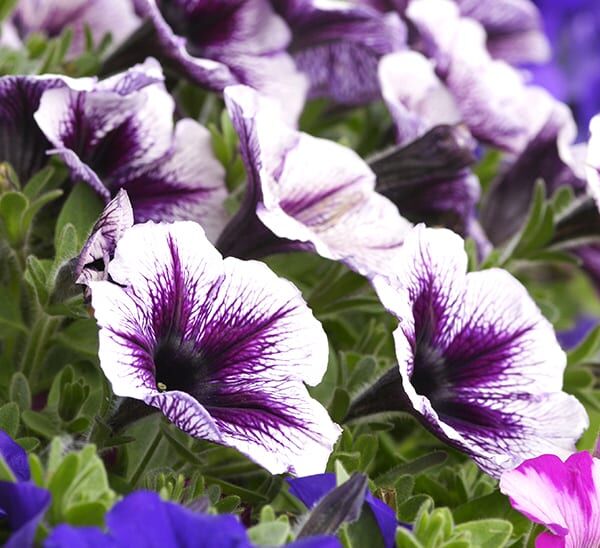 Annuals