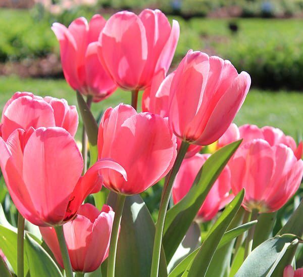 Flower Bulbs