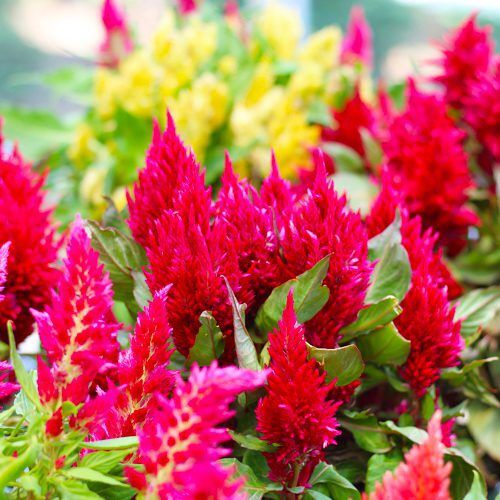 celosia