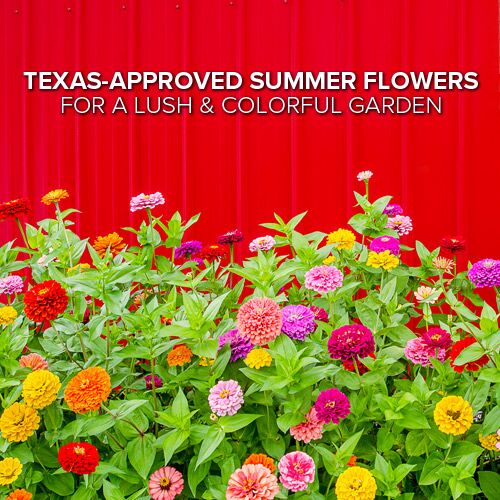 summer tolerant flowers