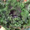 Ornamental Kale in fall colors