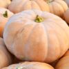 Cheddar Pumpkin