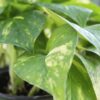 Pothos Ivy Photo 1