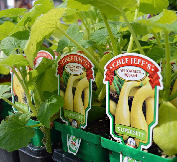 Yellow Squash
