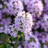 Creeping Mother of Thyme Photo 1