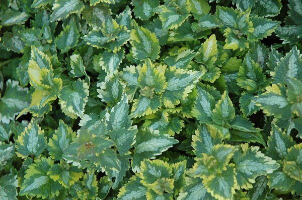 golden anniversary spotted dead nettle