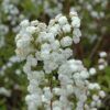 bridalwreath spirea