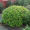 dwarf yeddo hawthorn