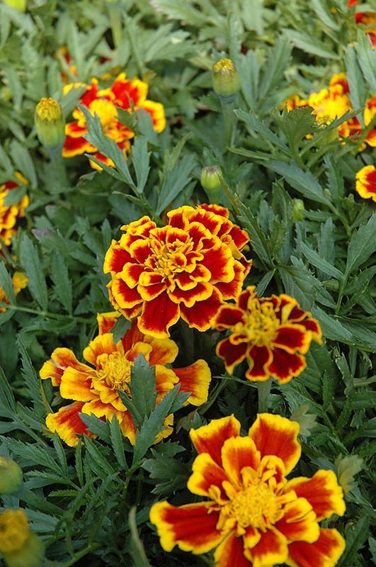 durango bee marigold