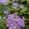 Hawaii blue flossflower