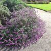 Mexican bush sage