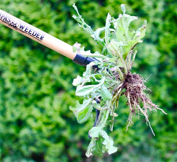 Grampa's Weeder