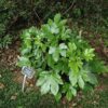 Japanese fatsia