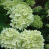 little lime hydrangea