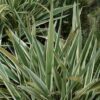 variegated flax lily