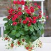 summer breeze strawberry