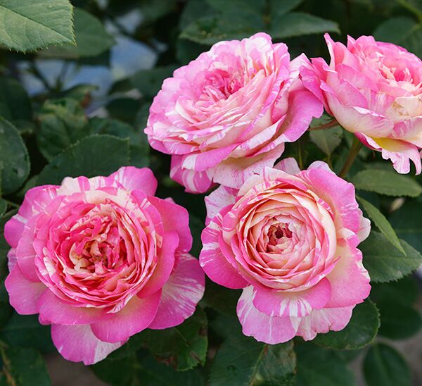 Marc Chagall Rose