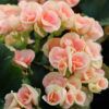 light pink Rieger Begonia