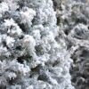 Fresh Cut Flocked Douglas Fir Photo 1