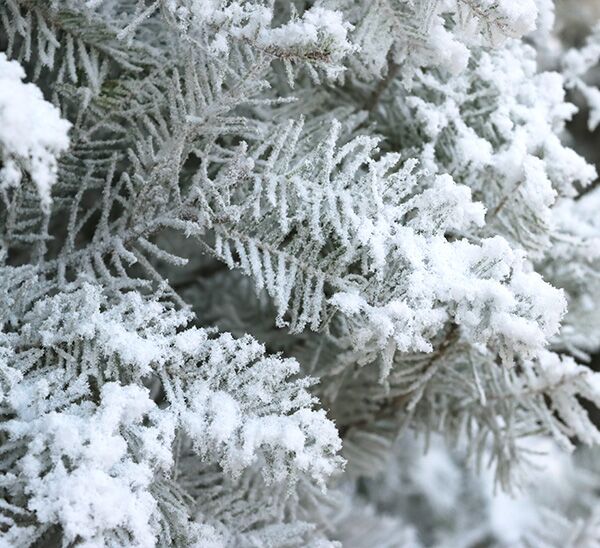 Fresh Cut Flocked Douglas Fir