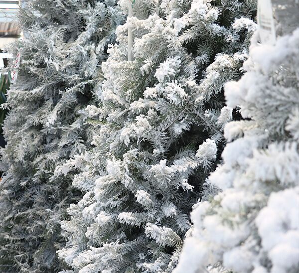 Fresh Cut Flocked Douglas Fir