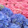 floral hydrangea