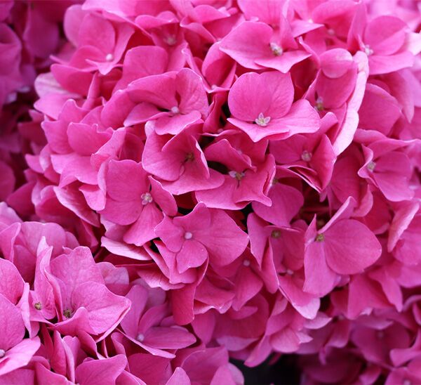 floral hydrangea