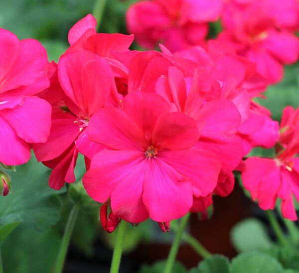 geranium hot pink