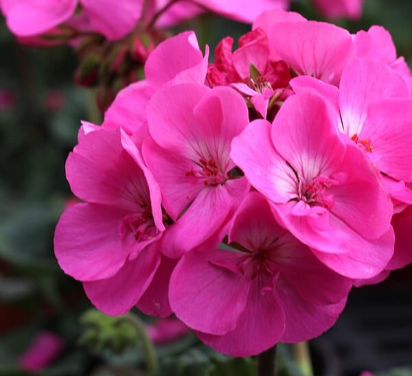 geranium lavender