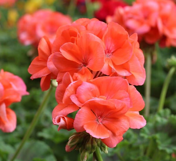 geranium orange