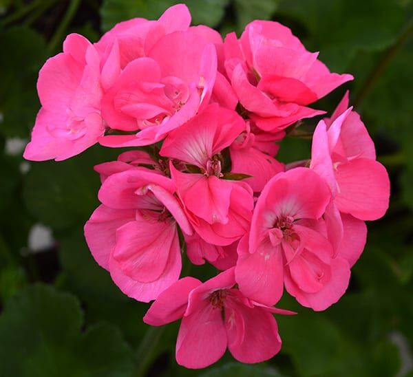 geranium pink