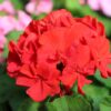 geranium red